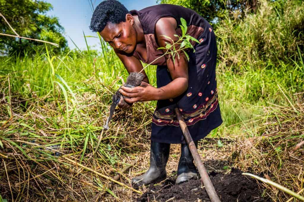 Vrouw plant boom Oeganda